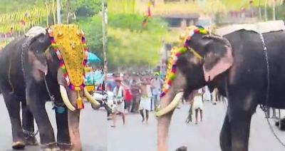 തൃശൂർ പൂരനഗരിയിൽ ആനയിടഞ്ഞു; ഉടൻ തളച്ചതിനാൽ അപകടം ഒഴിവായി