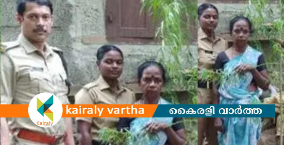 'കഞ്ചാവിന് വിലകൂടി'; വീട്ടില്‍ കഞ്ചാവ് നട്ടുവളര്‍ത്തിയ സ്ത്രീ പിടിയില്‍