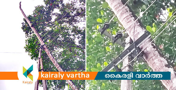 കാണക്കാരിയില്‍ വൈദ്യുതിലൈനില്‍ മുട്ടി തെങ്ങ്: വെട്ടിമാറ്റണമെന്ന് നാട്ടുകാര്‍