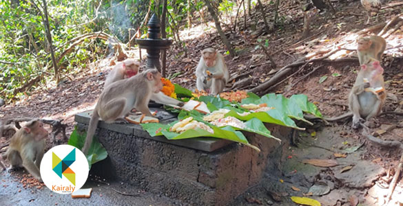 മാനവകുലത്തിലെ പൂര്‍വ്വികരായ വാനരകുല ജാതര്‍ക്ക് നിത്യവും ഊട്ട് നടത്തുന്ന കാവ്