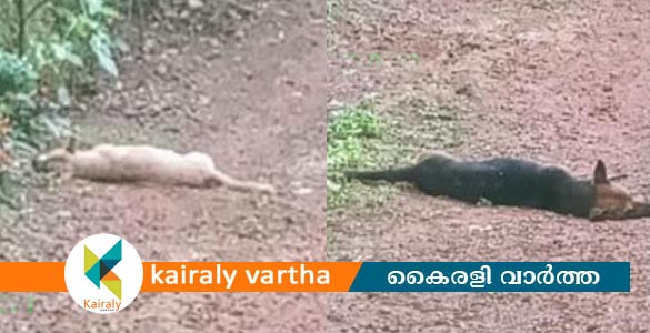 മുളക്കുളത്ത് നായകൾ കൂട്ടത്തോടെ ചത്ത സംഭവത്തിൽ പോലീസ് കേസെടുത്തു