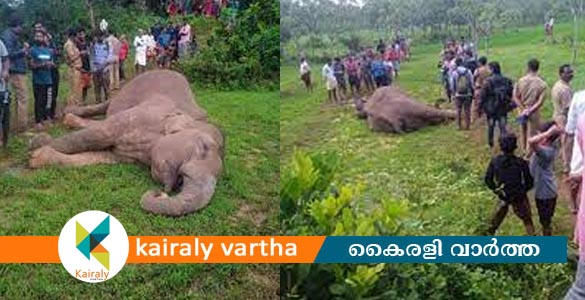 പാലക്കാട്‌ മുണ്ടൂരിൽ കാട്ടുപന്നിക്ക് വച്ച വൈദ്യുതി കെണിയില്‍പ്പെട്ട് കാട്ടാന ചരിഞ്ഞു