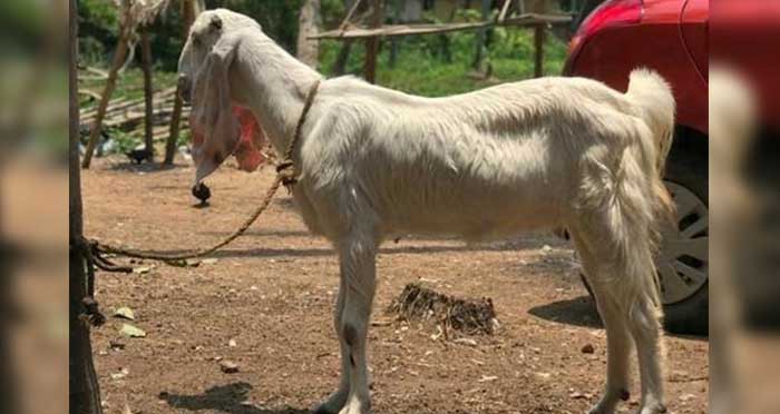 പേവിഷബാധയുടെ ലക്ഷണങ്ങൾ കാണിച്ചു; ആ‌ടിനെ കുത്തിവെച്ച് കൊന്നു