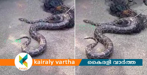 മീൻവലയിൽ കുടുങ്ങിയത് പെരുമ്പാമ്പ്: സംഭവം കോട്ടയം പാറമ്പുഴ കുഴിയാലിപ്പടിയിൽ