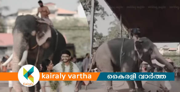 ഗുരുവായൂര്‍ ക്ഷേത്രത്തില്‍ വിവാഹ ഷൂട്ടിങ്ങിനിടെ ആന ഇടഞ്ഞു; പാപ്പാൻ അത്ഭുതകരമായി രക്ഷപ്പെട്ടു