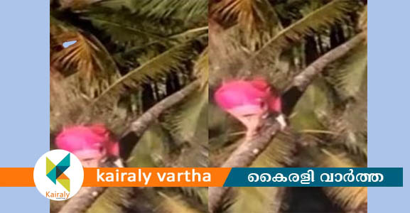 കരിക്കിടാനാന്‍ തെങ്ങില്‍ കയറിയ തെയ്യം താഴെ വീണു; പരിക്കേല്‍ക്കാതെ രക്ഷപെട്ടു