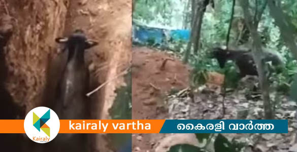 നാട്ടിലിറങ്ങിയ കാട്ടുപോത്തിനെ തിരഞ്ഞ് വനം വകുപ്പ്; വഴിതെറ്റിക്കാൻ 'നാടൻ പോത്ത്'