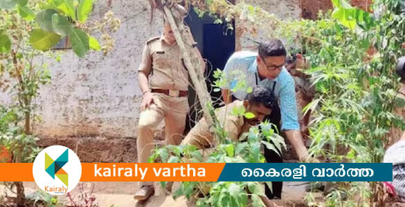 അടുക്കള തോട്ടത്തില്‍ കഞ്ചാവുചെടി; എക്സൈസിനെ കണ്ട് വീട്ടുടമ ഓടി രക്ഷപ്പെട്ടു