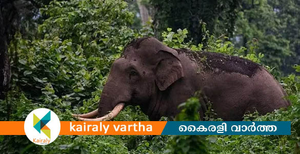 വിക്രം എത്തി,അരിക്കൊമ്പനെ ആകർഷിക്കാൻ ഡമ്മി റേഷൻ കട