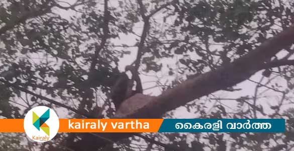 പരാതിയില്‍ നടപടിയില്ല; ട്രാന്‍സ്ജന്‍ഡര്‍ യുവതി മരത്തിനു മുകളിലിരുന്നു ഭീഷണിമുഴക്കി