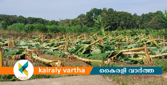 വേനൽ മഴയിലും കാറ്റിലും കുറവിലങ്ങാട്  വൻകൃഷിനാശം