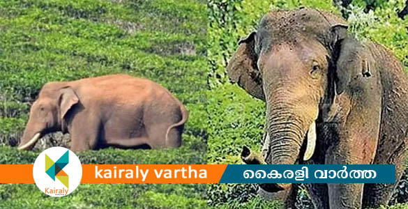 ദൗത്യം രണ്ടാം ദിനത്തിൽ; അരിക്കൊമ്പനെ സിങ്കുകണ്ടത്ത് കണ്ടെത്തി