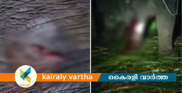 പാലക്കാട് കല്ലടിക്കോട് കാടിറങ്ങിവന്ന കാട്ടാനക്കൂട്ടം നാട്ടാനയെ ആക്രമിച്ചു