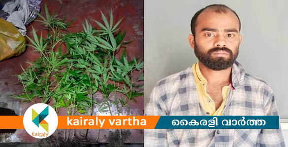 വീട്ടുമുറ്റത്ത് കഞ്ചാവ് ചെടികള്‍ നട്ടുവളര്‍ത്തിയ അന്യസംസ്ഥാന തൊഴിലാളി അറസ്റ്റില്‍