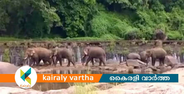 തൃശൂരിൽ രണ്ടിടത്ത് കാട്ടാനകൂട്ടം ഇറങ്ങി: വൻ നാശനഷ്ടം; മുന്നറിയിപ്പുമായി വനം വകുപ്പ്