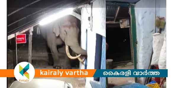 ആക്രമണവുമായി പടയപ്പ: മൂന്നാറിൽ കട തകർത്ത് സാധനങ്ങൾ പുറത്തെടുത്തു