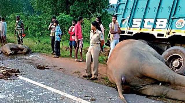 ചി​റ്റൂ​ർ പ​ല​മ​നേ​രു ദേ​ശീ​യ പാ​ത​യി​ൽ ലോ​റി​യി​ടി​ച്ച് മൂ​ന്ന് ആ​ന​ക​ൾ ച​രി​ഞ്ഞു