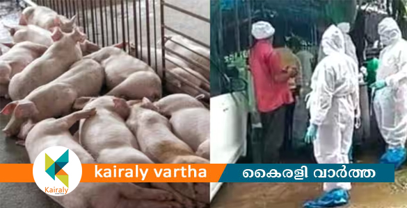 ആഫ്രിക്കന്‍ പന്നിപ്പനി; തൃശൂരിൽ പന്നിഫാമിലെ 370 പന്നികളെ കൊന്നൊടുക്കി