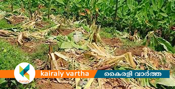 മഴക്കെടുതി; കോട്ടയം ജില്ലയിൽ 68.64 ലക്ഷം രൂപയുടെ കൃഷിനാശം