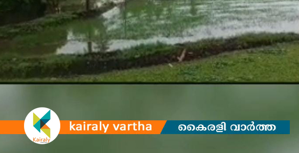 കോട്ടയം തിരുവാർപ്പിലെ തട്ടാർകാട് - വെങ്ങാലിക്കാട് - മണ്ണടിച്ചിറ പാടശേഖരത്തിൽ മടവീണു