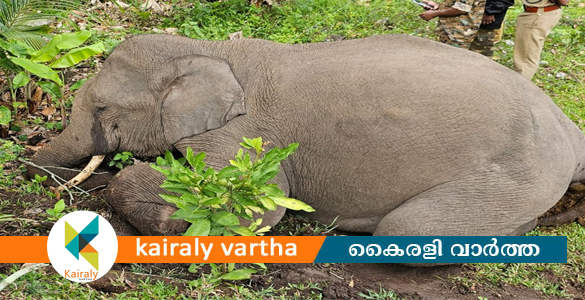 അട്ടപ്പാടിയിൽ കാട്ടാനയെ ചരിഞ്ഞ നിലയിൽ കണ്ടെത്തി