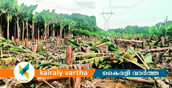 പുതുപ്പാടിയിൽ കെഎസ്ഇബി വെട്ടിനശിപ്പിച്ച വാഴയ്ക്ക് മൂന്നര ലക്ഷം രൂപ നഷ്ടപരിഹാരം