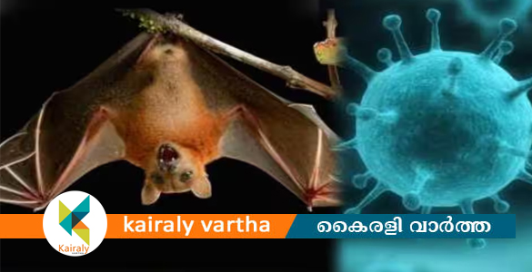 വവ്വാലുകളുടെ താവളം; മാനന്തവാടി പഴശി പാര്‍ക്കിലേക്ക് പ്രവേശനം നിരോധിച്ചു