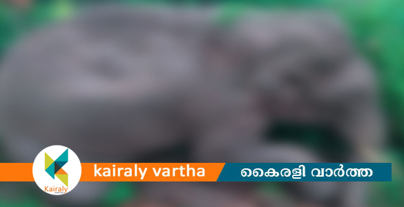 അട്ടപ്പാടി താഴെ അബ്ബനൂരിൽ കാട്ടാന ചരിഞ്ഞു; ഷോക്കേറ്റെന്ന് പ്രാഥമിക നിഗമനം