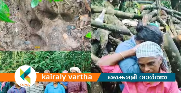 ചീറിയടുത്ത് കടുവ; ഞെട്ടല്‍ മാറാതെ ഏദന്‍ തോട്ടത്തിലെ സ്ത്രീ തൊഴിലാളികള്‍