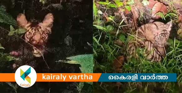 പത്തനംതിട്ടയിൽ അവശനിലയിൽ കണ്ടെത്തിയ കടുവ ചത്തു