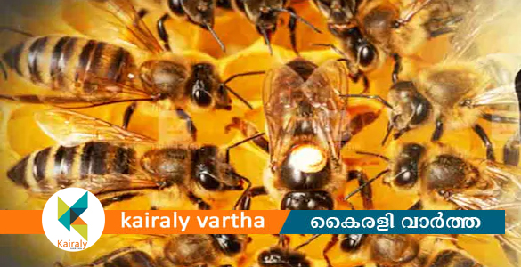 ശവസംസ്കാര ചടങ്ങിനിടെ പെരുന്തേനീച്ചകൾ ഇളകി; നിരവധി പേർക്ക് കുത്തേറ്റു