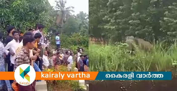 കണ്ണൂര്‍ ഉളിക്കലില്‍ കാട്ടാനയിറങ്ങി; ജാഗ്രതാ നിര്‍ദേശം