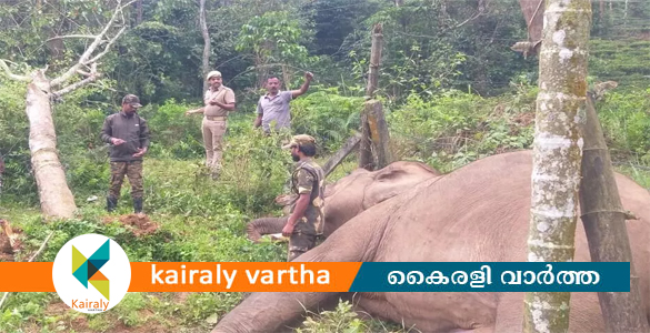 വൈദ്യുതി ലൈനിന് മുകളിലേക്ക് മരം തള്ളിയിട്ട കാട്ടു കൊമ്പൻ ഷോക്കേറ്റ് ചരിഞ്ഞു