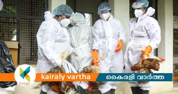പക്ഷിപ്പനി: 9175 പക്ഷികളെ ദയാവധം ചെയ്തു; കോട്ടയം ജില്ലയില്‍  ഇറച്ചി, മുട്ട വിൽപനയില്‍ നിരോധനം
