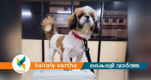 വളർത്തു മൃഗങ്ങൾക്കും കൊച്ചി വിമാനത്താവളം വഴി ഇനി വിദേശത്തേക്ക് പറക്കാം; ആദ്യം പറന്നത് ലൂക്ക