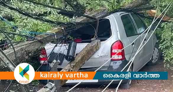 പെരുന്നയില്‍ നിര്‍ത്തിയിട്ടിരുന്ന കാറിനു മുകളിലേക്ക് മരം വീണു; യാത്രക്കാരന് തലനാരിഴക്ക് രക്ഷ