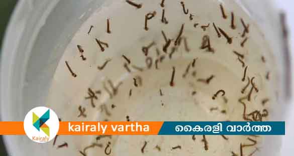 വീട്ടു പരിസരത്ത് കൊതുകു കൂത്താടി പെറ്റുപെരുകി; 2000 രൂപ പിഴയടയ്ക്കാന്‍ കോടതി ഉത്തരവ്