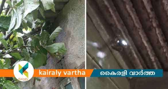 കോട്ടയം നട്ടാശേരിയിൽ വീടിനു മുകളിൽ മരം വീണ്‌ അപകടം