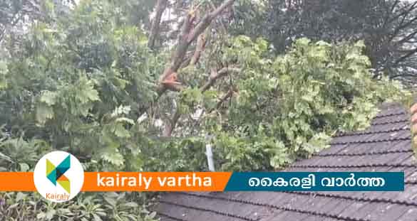 കോട്ടയം ജില്ലാ ജനറൽ ആശുപത്രിയുടെ മോർച്ചറി കെട്ടിടത്തിന് മുകളിലേക്ക് വൻമരം കടപുഴകി വീണു