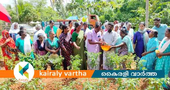 പച്ചമുളകിന് ഇനി അയൽ സംസ്ഥാനങ്ങളെ ആശ്രയിക്കേണ്ട; തിരുവാർപ്പിലുണ്ട് 'മുളക് ഗ്രാമം'