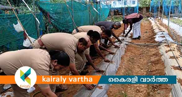 'സുച്ചിനി' കൃഷിയിൽ പരീക്ഷണവുമായി കുറവിലങ്ങാട് പോലീസ്