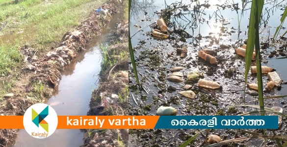 'പൊന്നു വിളഞ്ഞ' പാടങ്ങളിൽ നിറയെ മാലിന്യം; ഇവിടെ കൃഷി ദുരിതപൂർണം