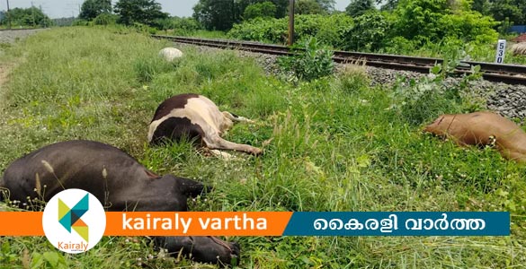 മലമ്പുഴയിൽ ട്രെയിൻ തട്ടി ഒൻപത് പശുക്കൾ ചത്തു