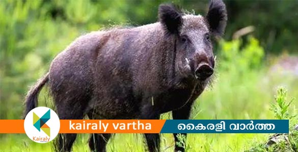 തൃശൂരില്‍ കാട്ടുപന്നിയുടെ ആക്രമണത്തിൽ ദമ്പതികൾക്ക് പരിക്ക്
