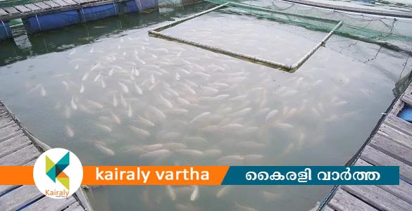 ജനകീയ മത്സ്യകൃഷി പദ്ധതി: അപേക്ഷ ക്ഷണിച്ചു