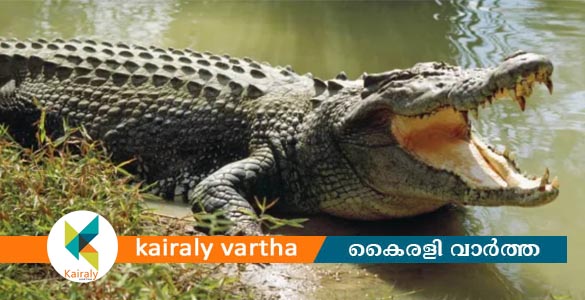 മഹാരാഷ്ട്രയില്‍ സുഹൃത്തുക്കള്‍ക്കൊപ്പം മീന്‍ പിടിക്കാന്‍ പോയ യുവാവിനെ മുതല കടിച്ചു കൊന്നു