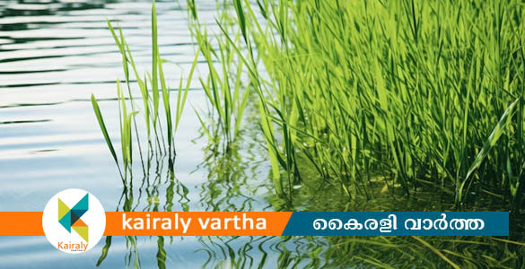 പാടത്ത് പുല്ലു വെട്ടാനിറങ്ങിയ സ്ത്രീകൾ തണുപ്പ് സഹിക്കാനാവാതെ കുഴഞ്ഞുവീണു