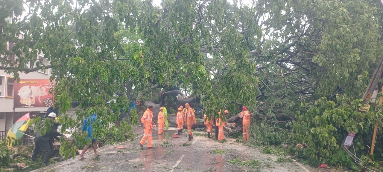 കോട്ടയത്ത് കനത്ത മഴ: മരങ്ങള്‍ കടപുഴകി വീണ് പലയിടത്തും ഗതാഗത തടസ്സം