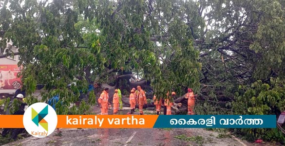 കോട്ടയത്ത് കനത്ത മഴ: മരങ്ങള്‍ കടപുഴകി വീണ് പലയിടത്തും ഗതാഗത തടസ്സം