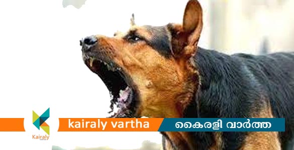 ചങ്ങനാശ്ശേരിയില്‍ എട്ടോളം പേരെ കടിച്ച തെരുവു നായയ്ക്ക് പേ വിഷബാധ